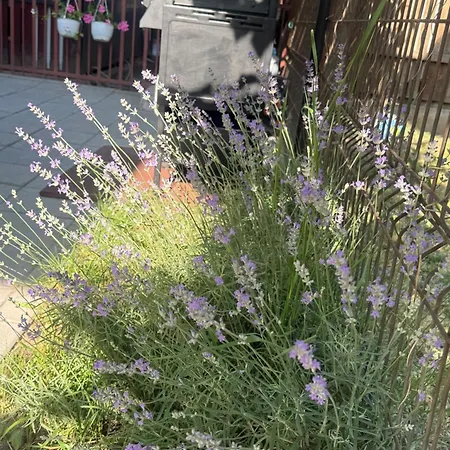 Pensiune Casa Balan 3*